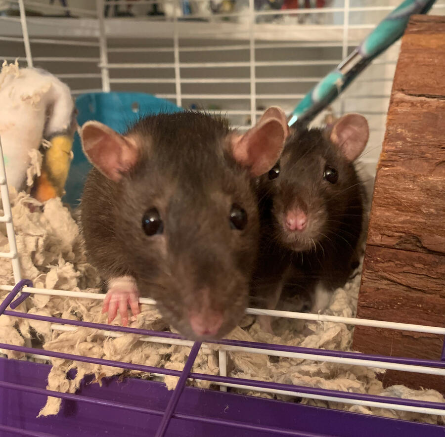 Maude and Gracey Photo of two pet rats