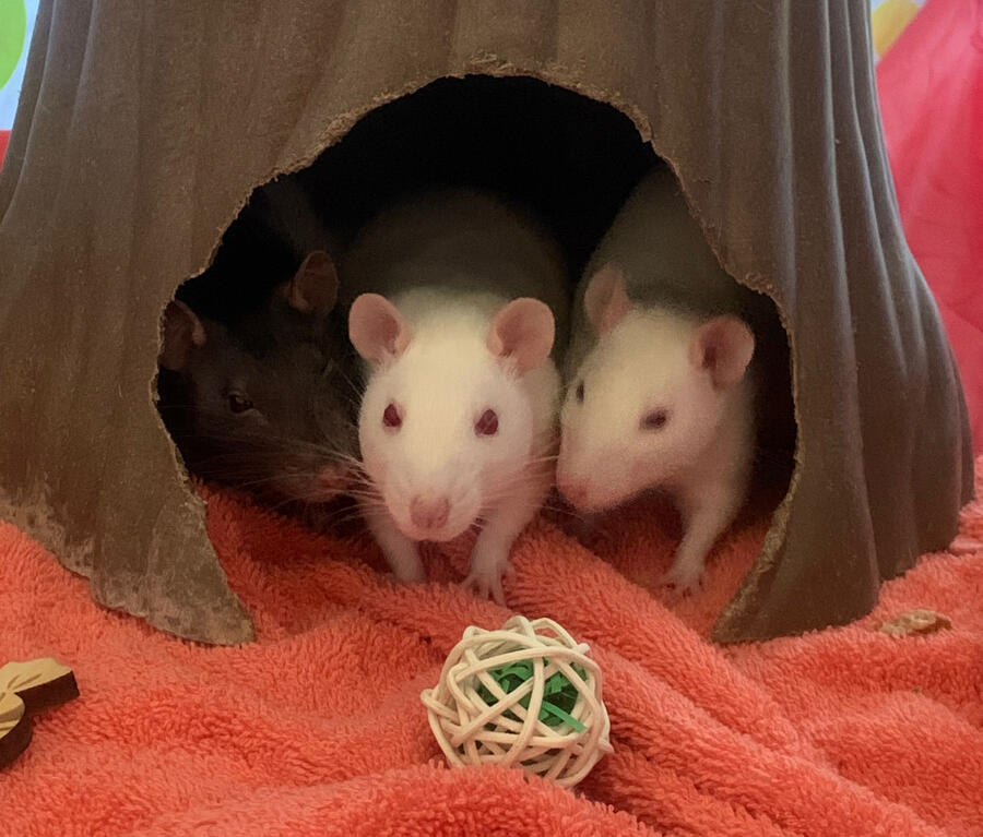 Maude, Ricotta, and Cannoli Photo of three pet rats