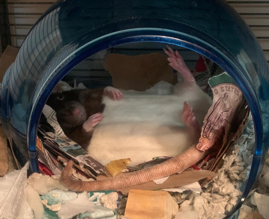 Maude Photo of one pet rat