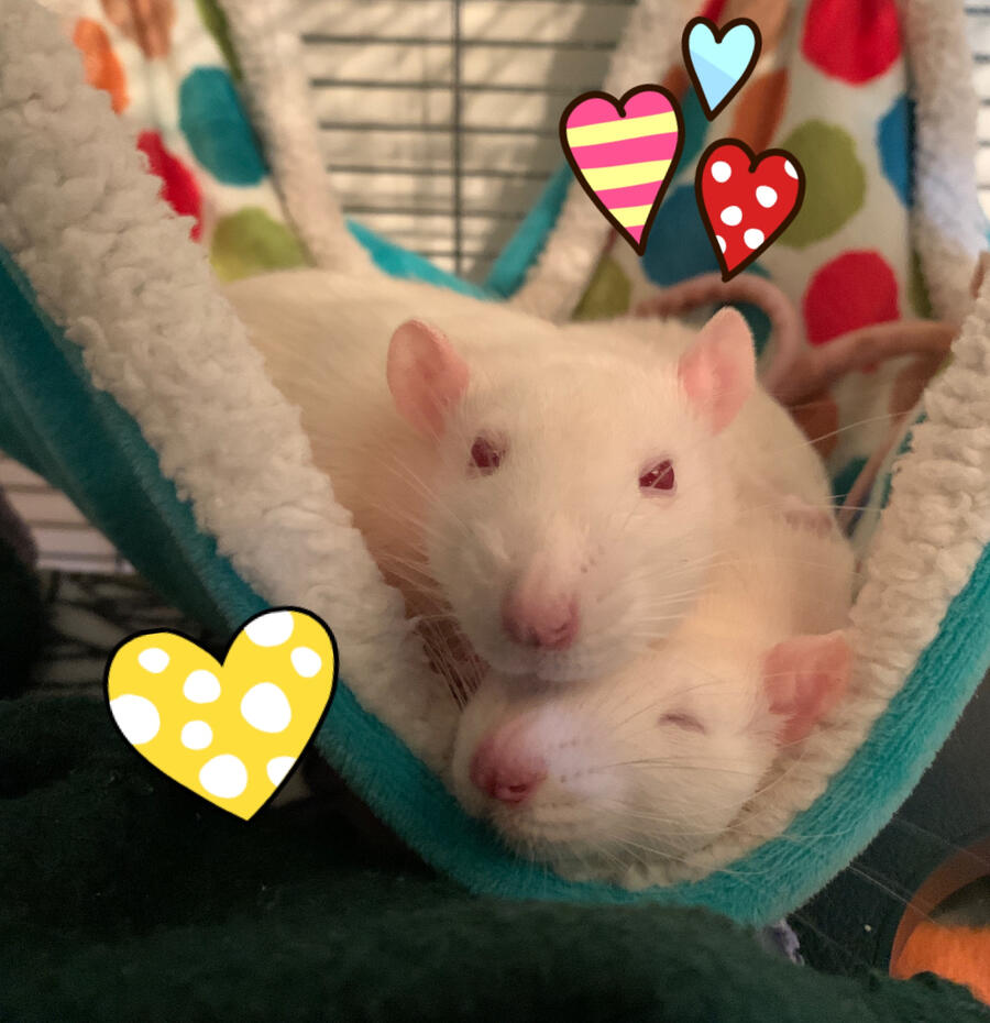 Ricotta and Cannoli Photo of two pet rats