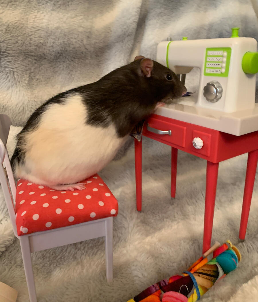 Maude Photo of one pet rat