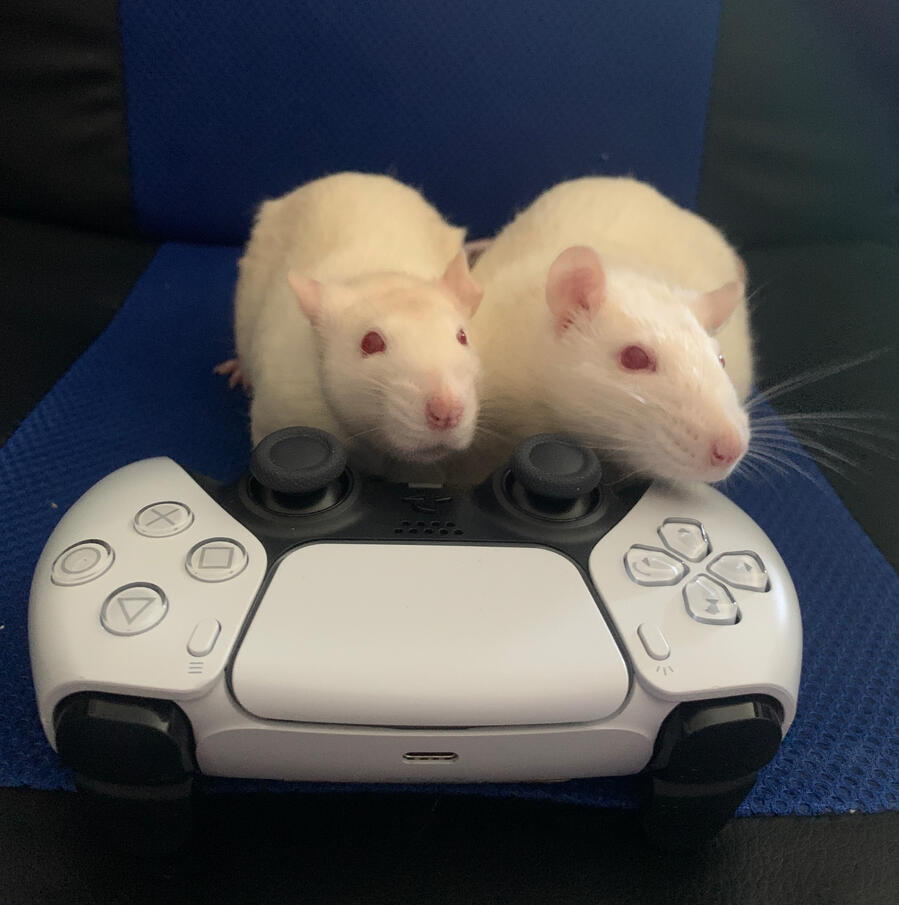 Photo of two pet rats