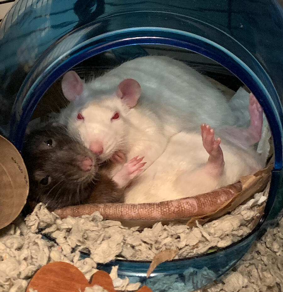 Ricotta and Maude Photo of two pet rats
