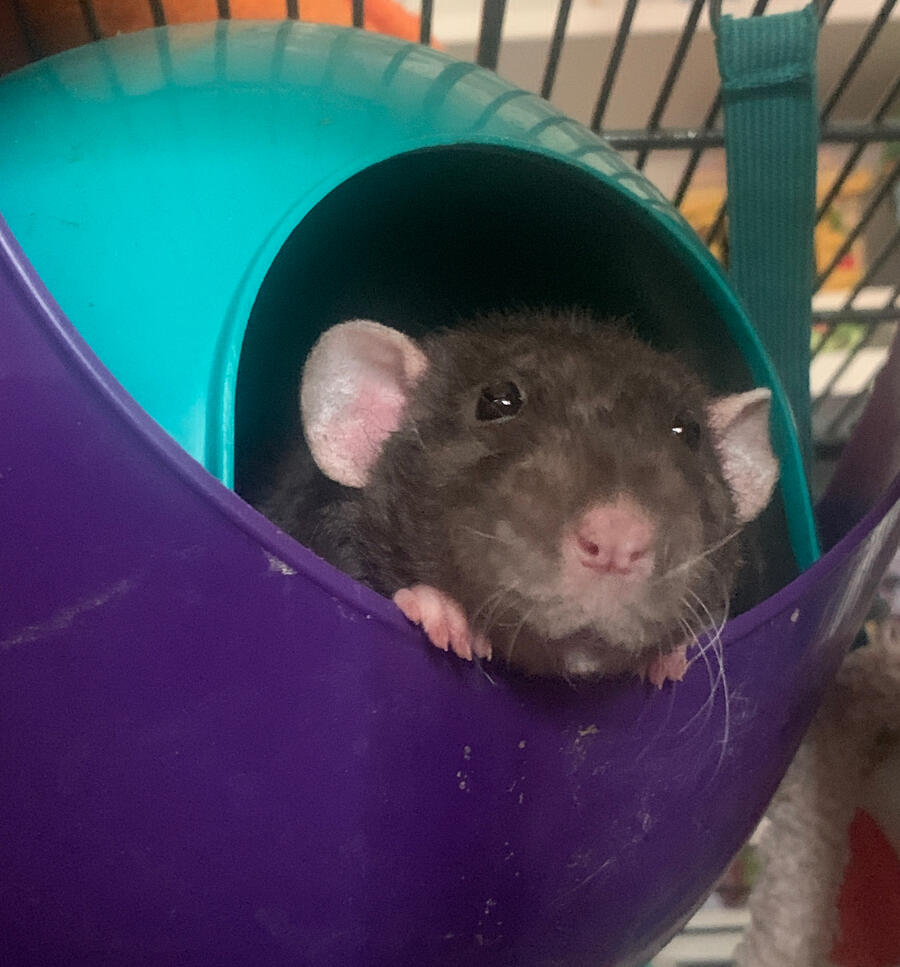 Photo of one pet rat